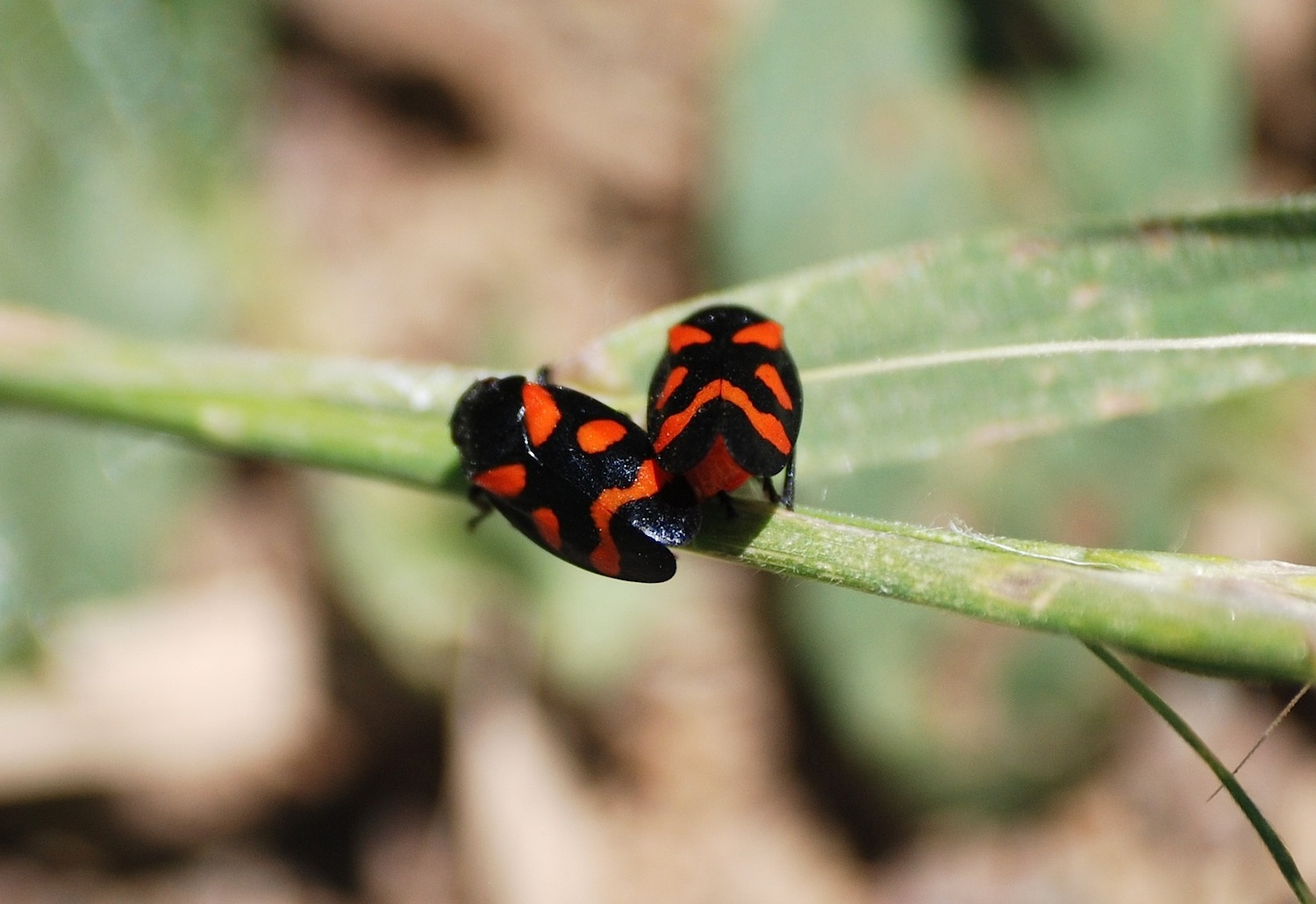 Cercopis sanguinolenta in copula